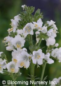 Polemonium caeruleum 'Album'